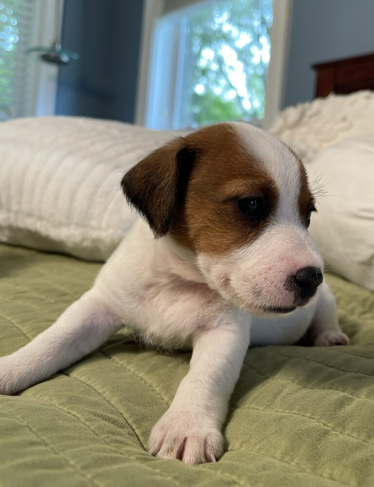 Jack Russell puppies for sale near me