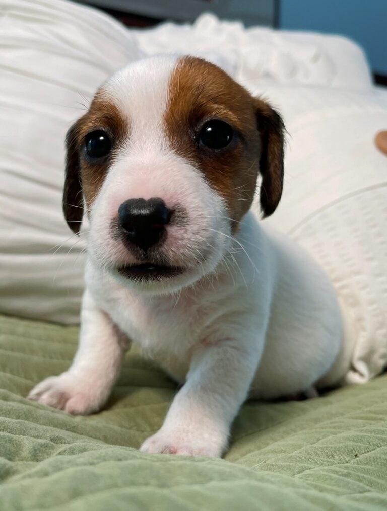 Jack Russell Terrier puppies for sale