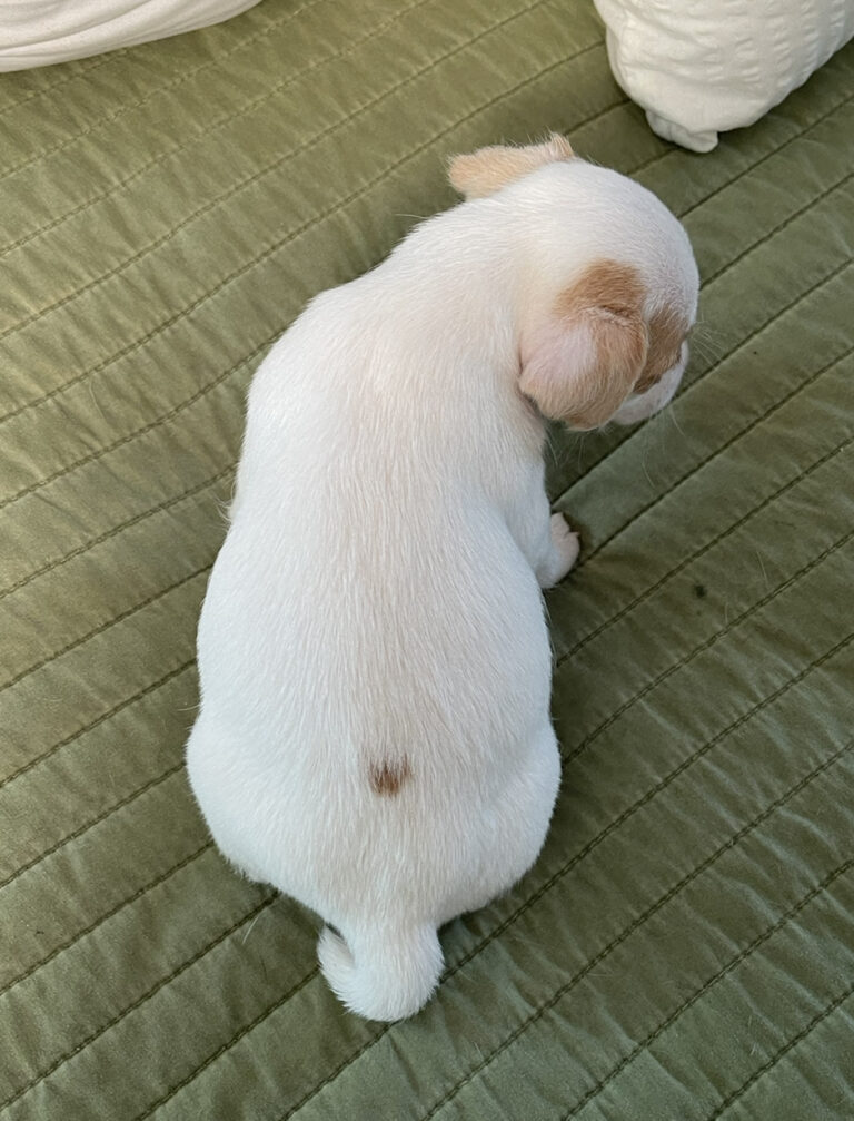 Rough Coat Jack Russell Terrier Puppies