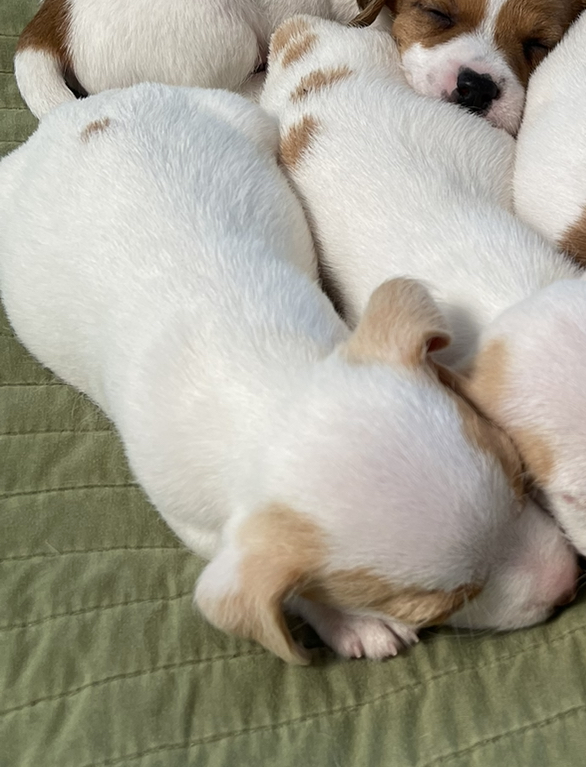 Rough Coat Jack Russell Terrier Puppies