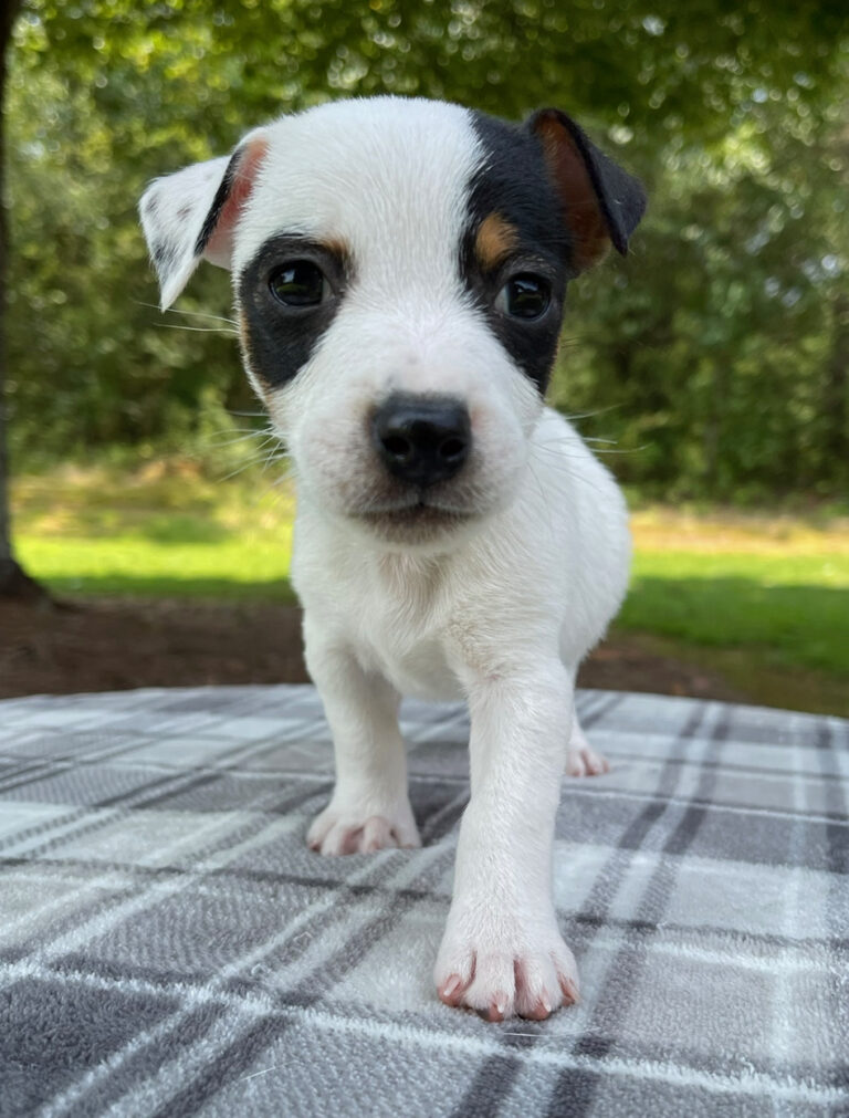 smooth coat Jack Russell puppies for sale