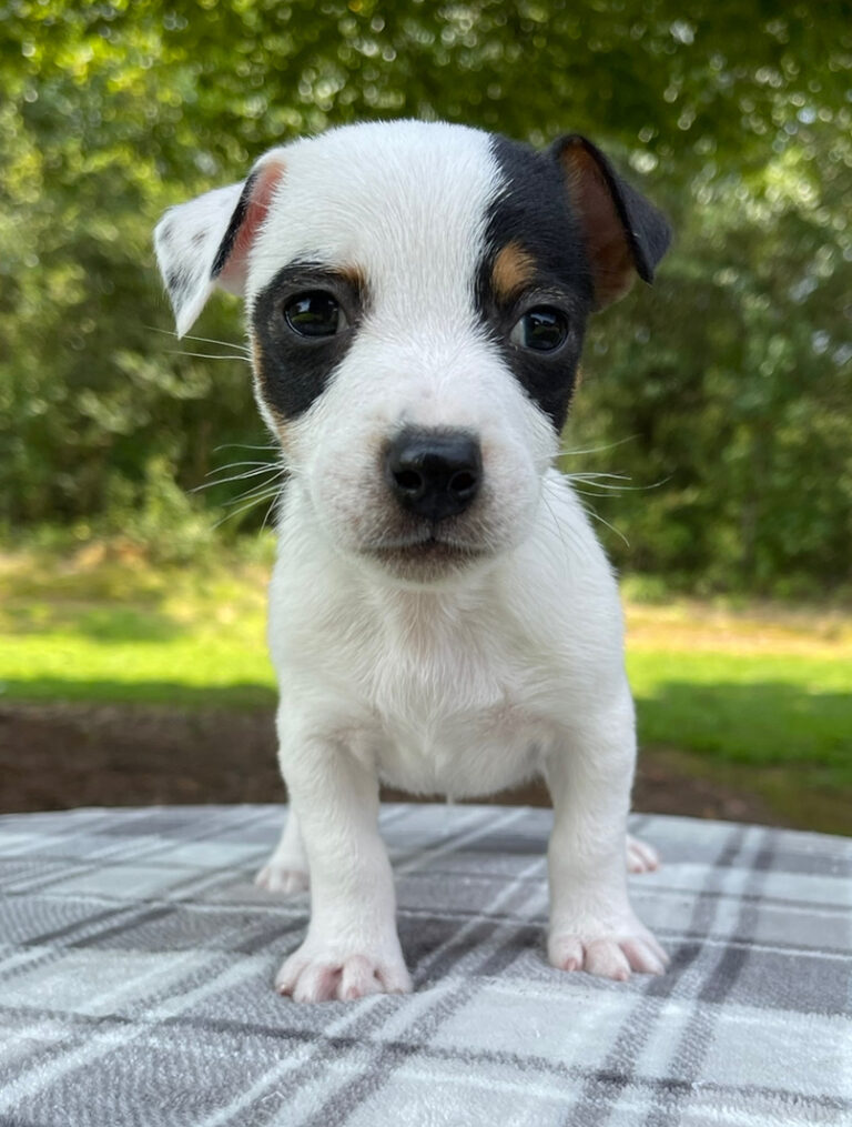 smooth coat Jack Russell puppies for sale