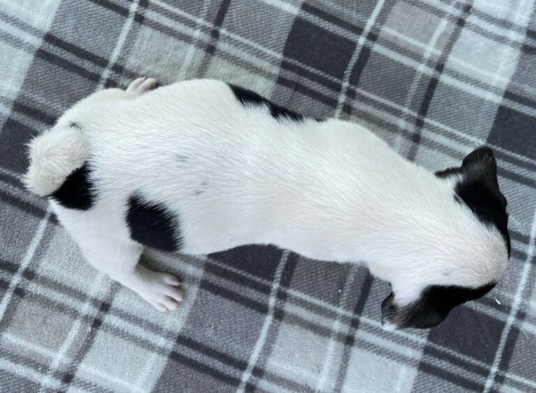 smooth coat Jack Russell Terrier puppies for sale