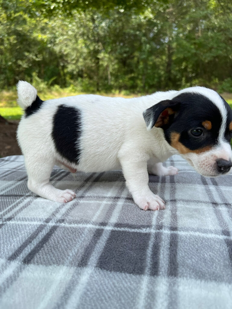 smooth coat Jack Russell Terrier puppies for sale