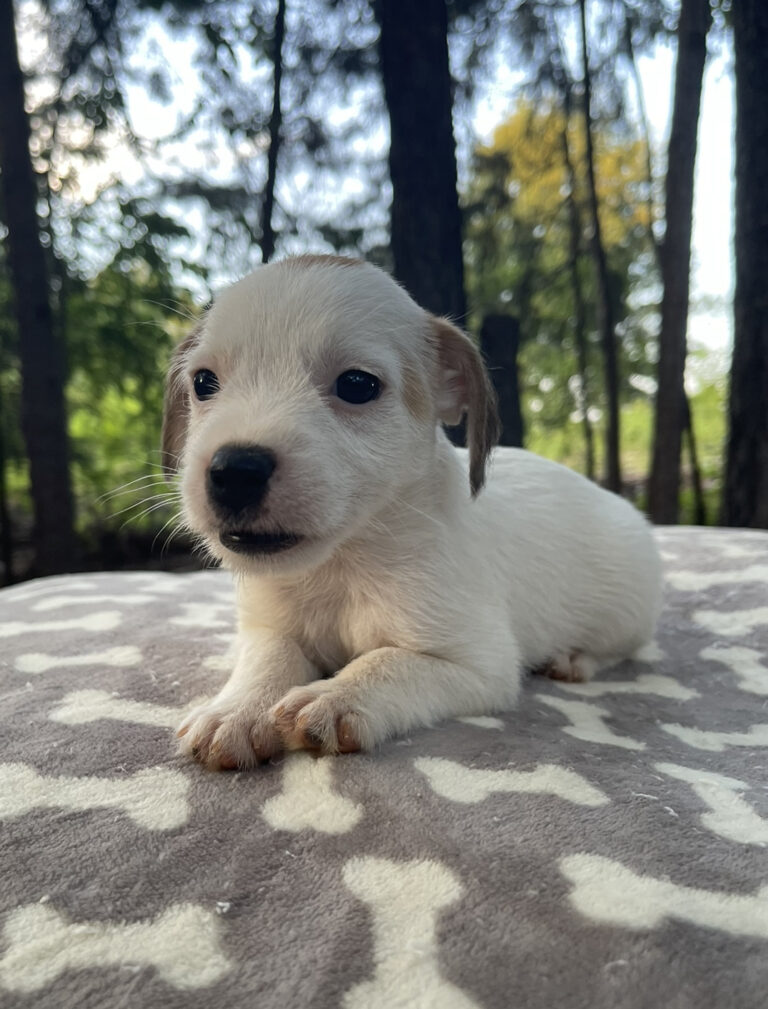 broken coat jack russell terrier puppies for sale