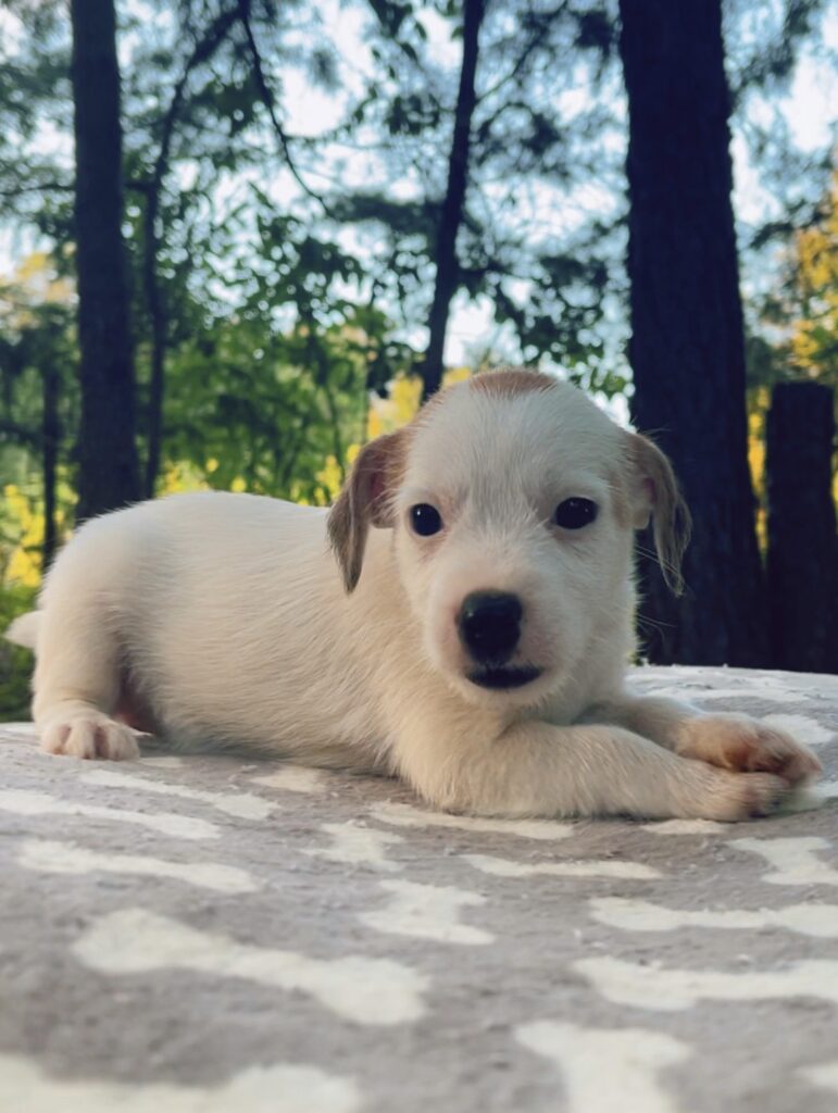 Our Jack Russell Puppies For Sale | Jack Russell Breeders