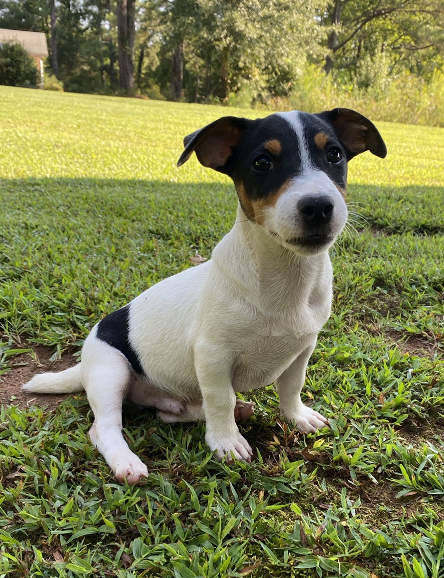 Our Jack Russell Puppies For Sale Jack Russell Breeders