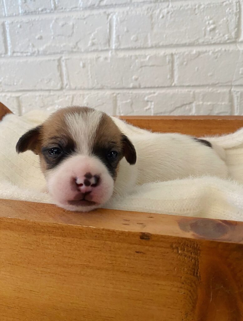 Our Jack Russell Puppies For Sale Jack Russell Breeders