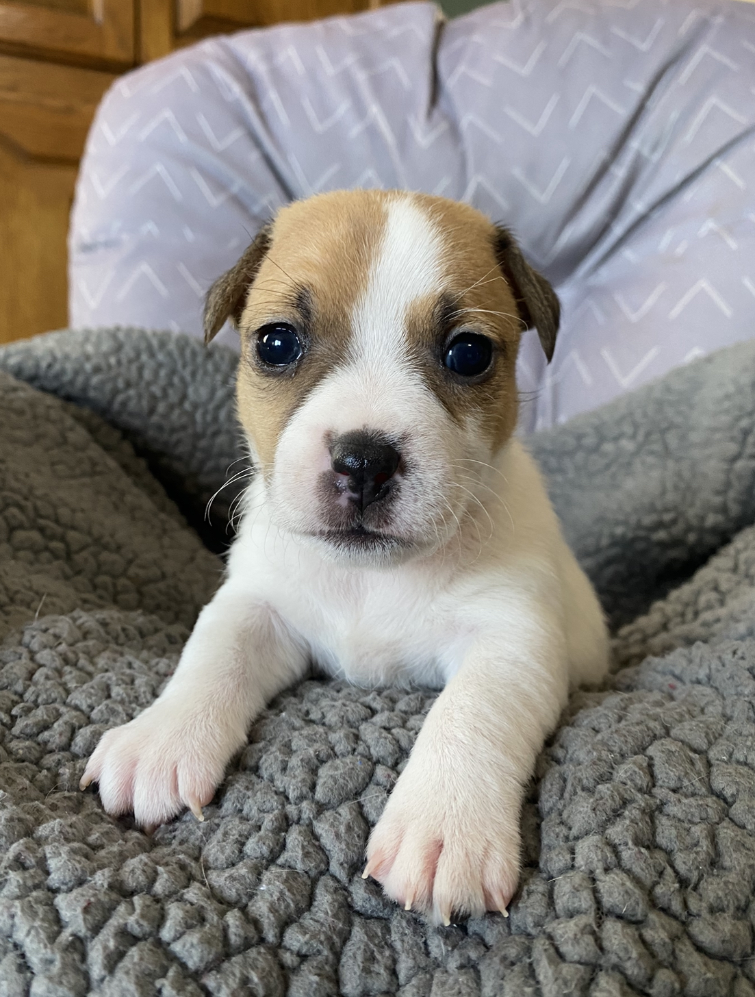 Our Jack Russell Puppies For Sale Jack Russell Breeders