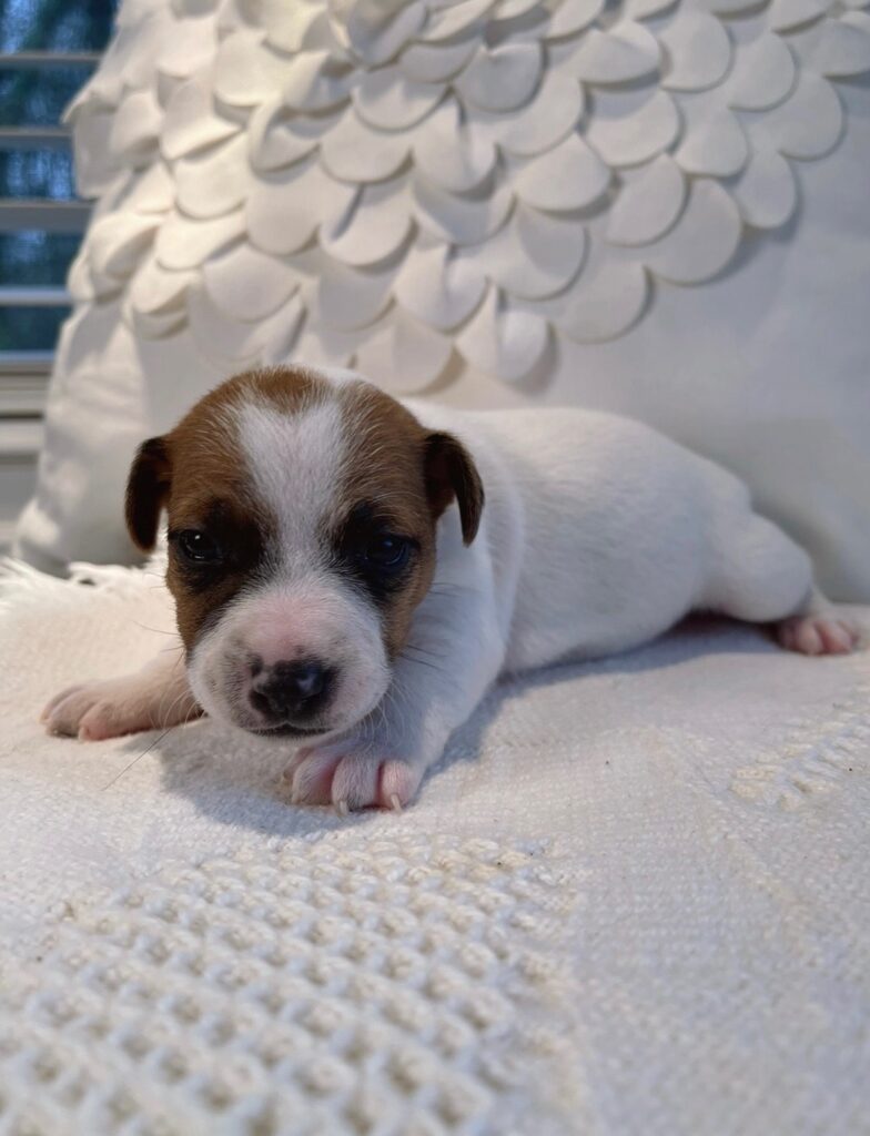 Our Jack Russell Puppies For Sale Jack Russell Breeders