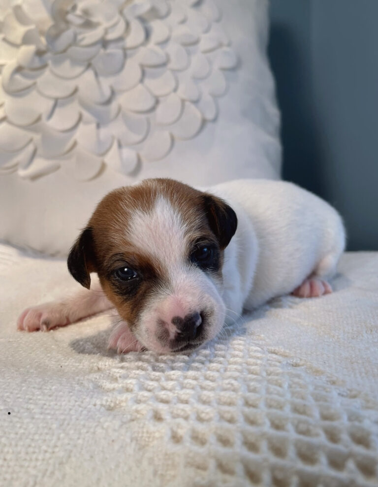 Our Jack Russell Puppies For Sale | Jack Russell Breeders