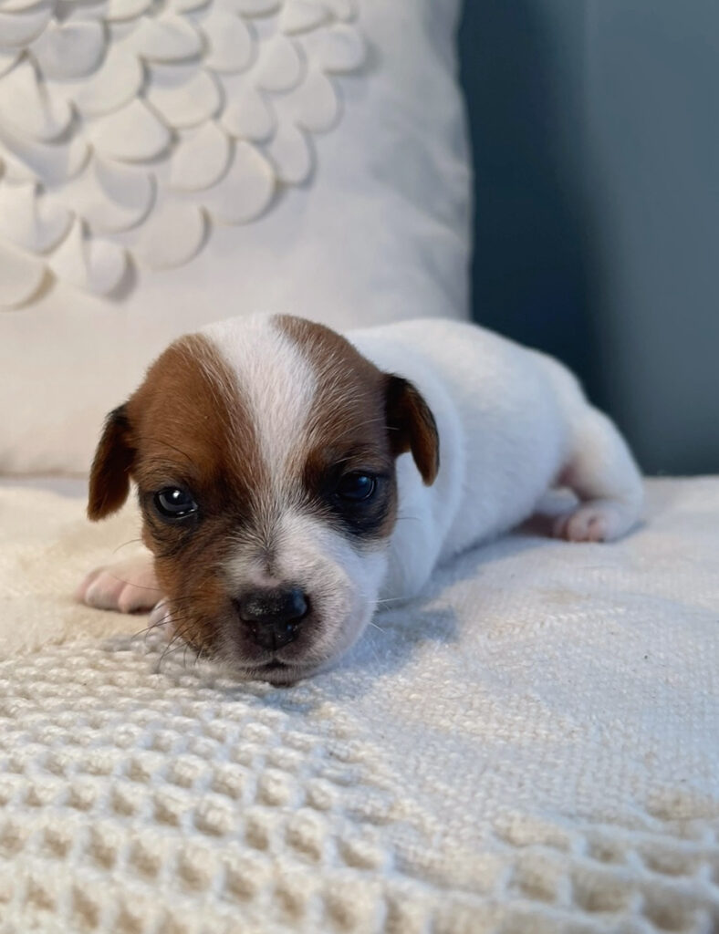 Our Jack Russell Puppies For Sale Jack Russell Breeders