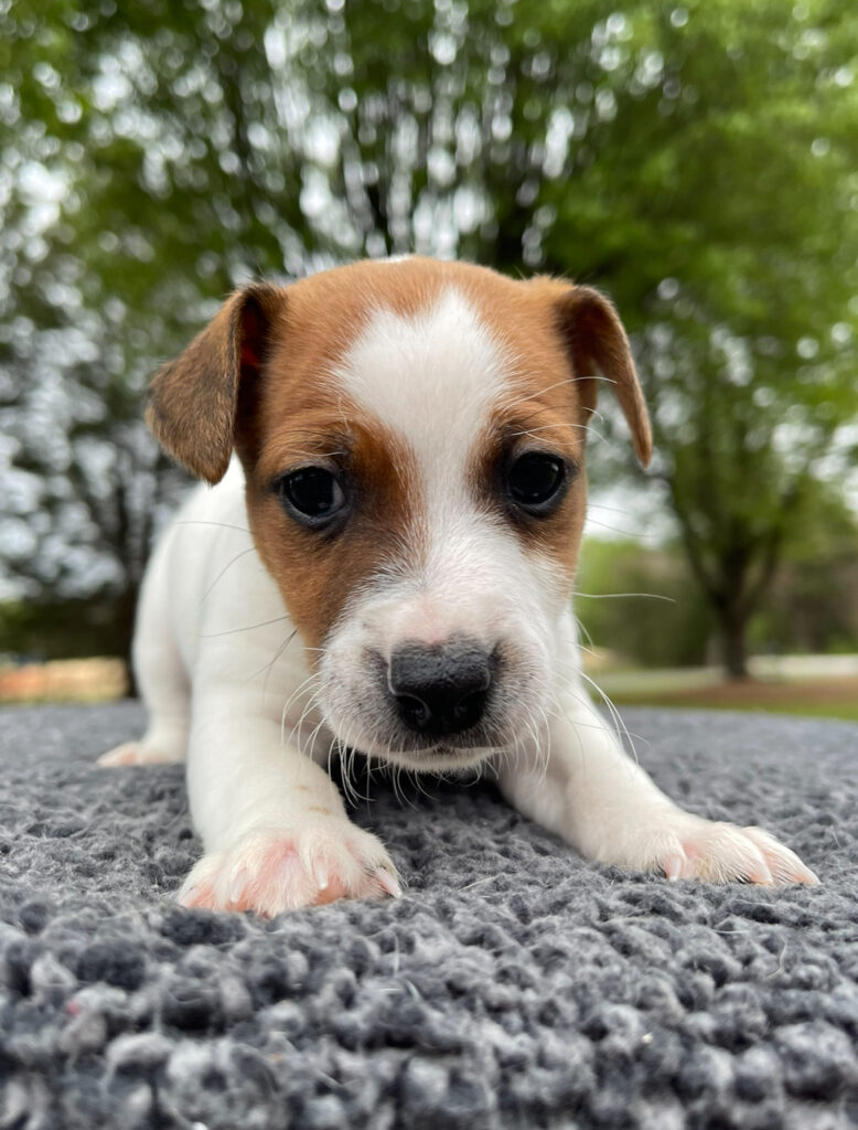 jack russell puppies near me
