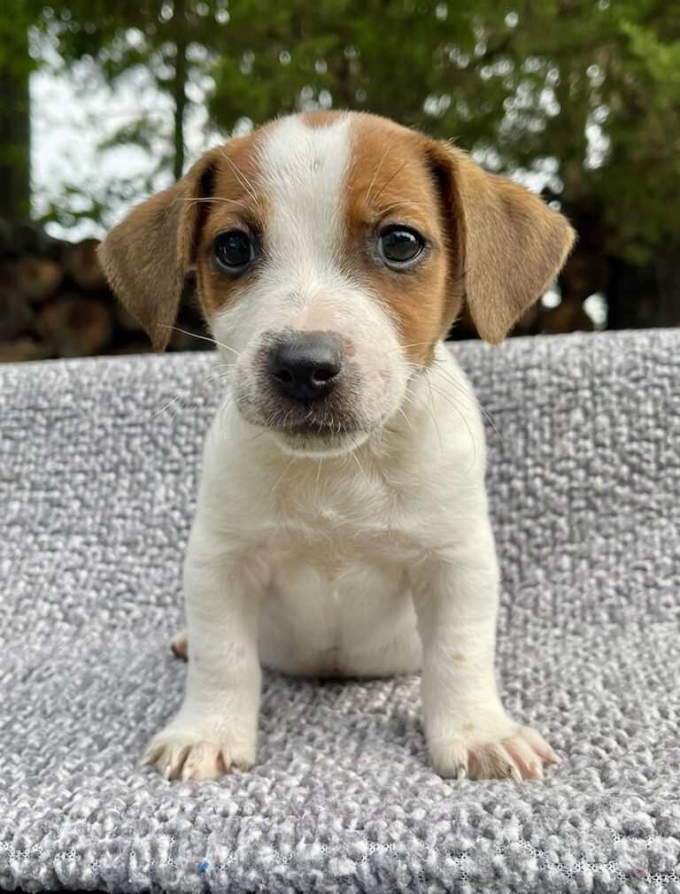 Our Jack Russell Puppies For Sale Jack Russell Breeders
