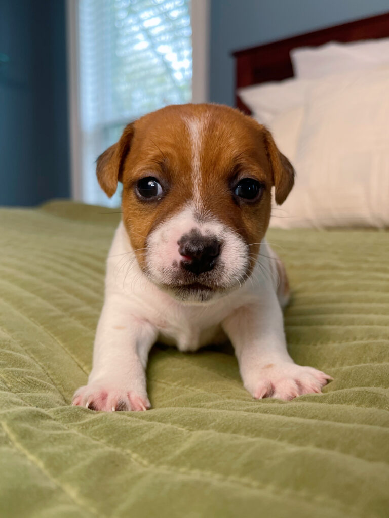smooth coat Jack Russell puppies for sale