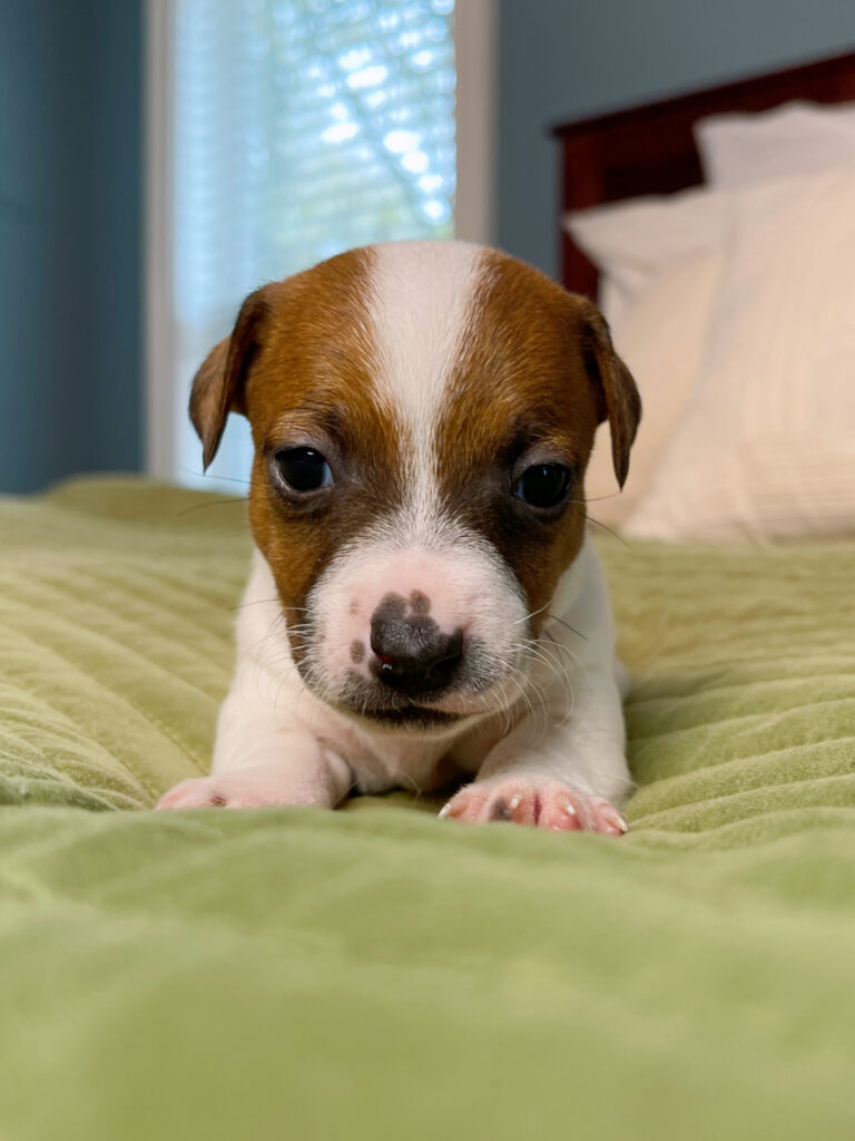 smooth coat Jack Russell puppies for sale