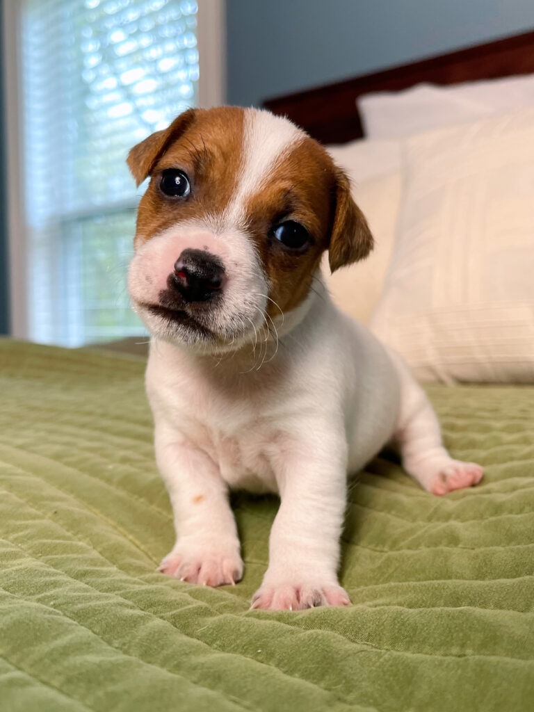 Jack Russell puppies for sale near me