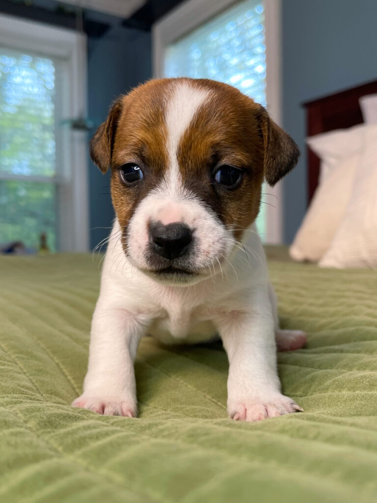 Jack Russell puppies for sale