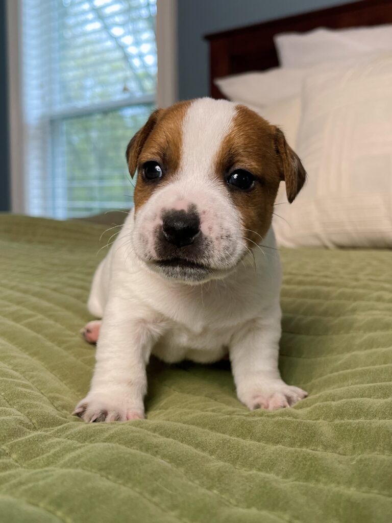 Jack Russell puppies for sale
