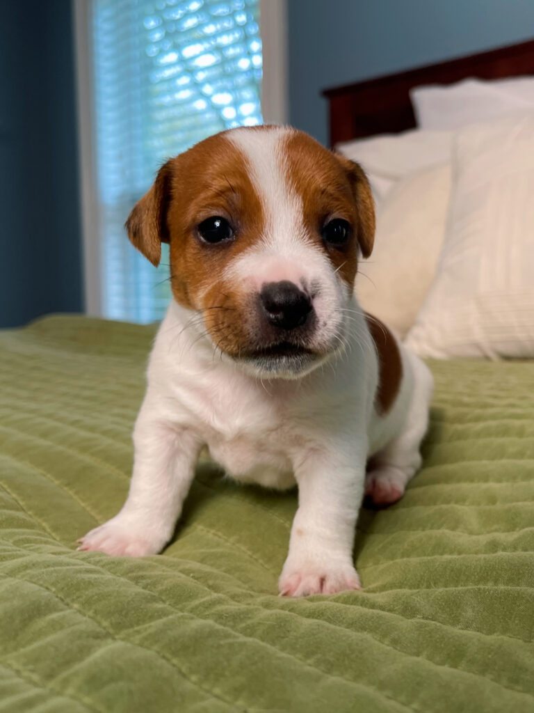 smooth coat Jack Russell puppies for sale