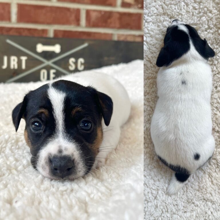 Jack Russell puppies for sale