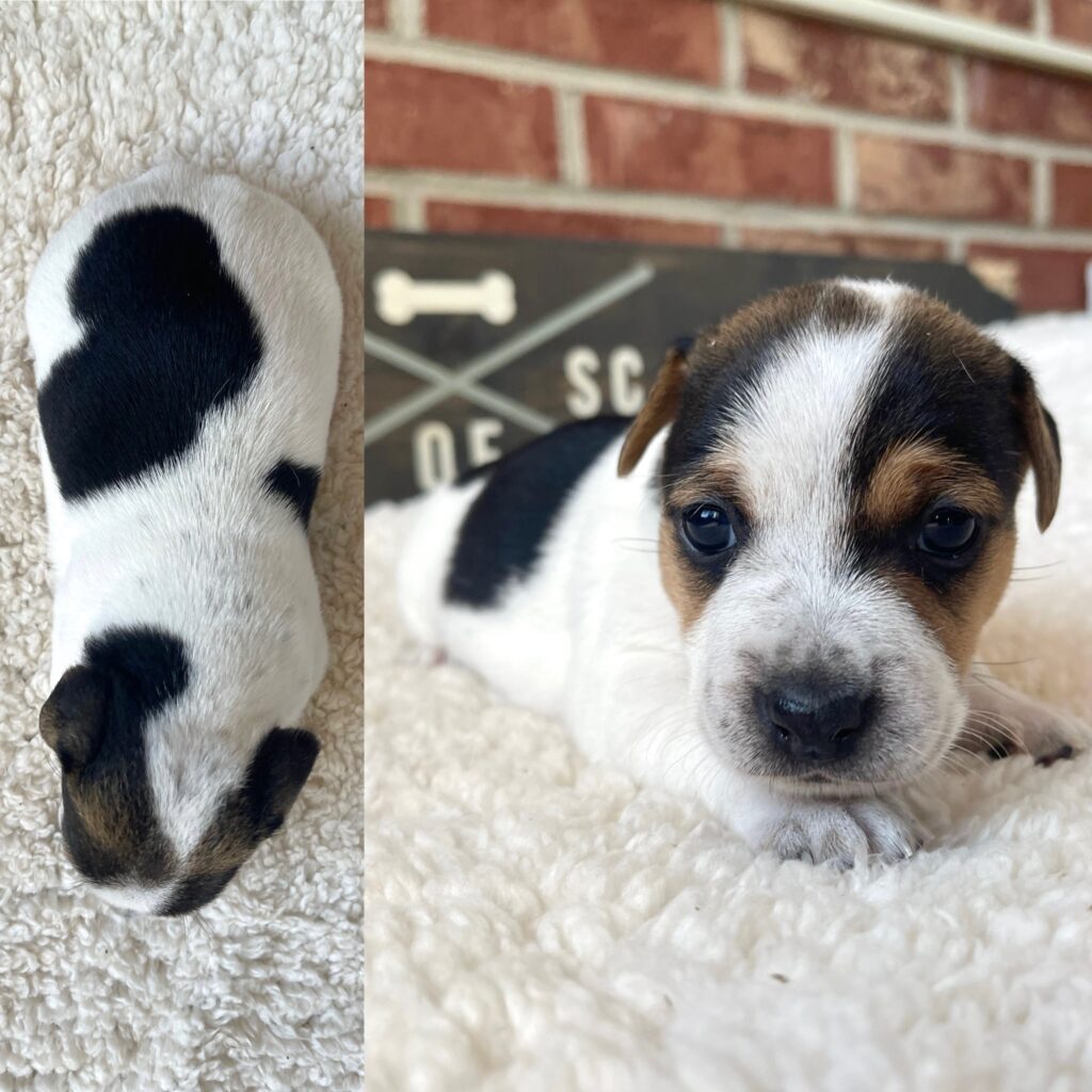 smooth coat Jack Russell puppies for sale