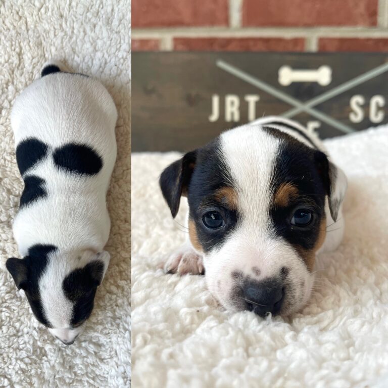 Jack Russell puppies for sale near me