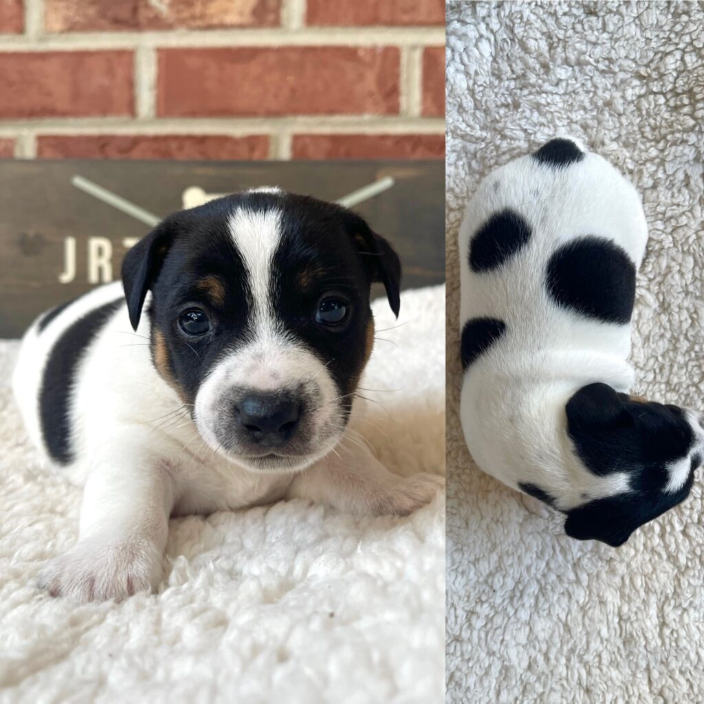 Jack Russell puppies for sale