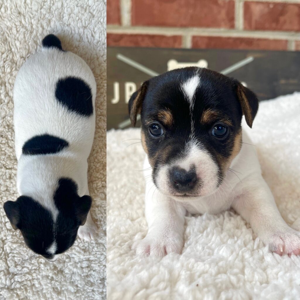 smooth coat Jack Russell puppies for sale