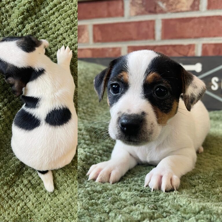 smooth coat Jack Russell puppies for sale