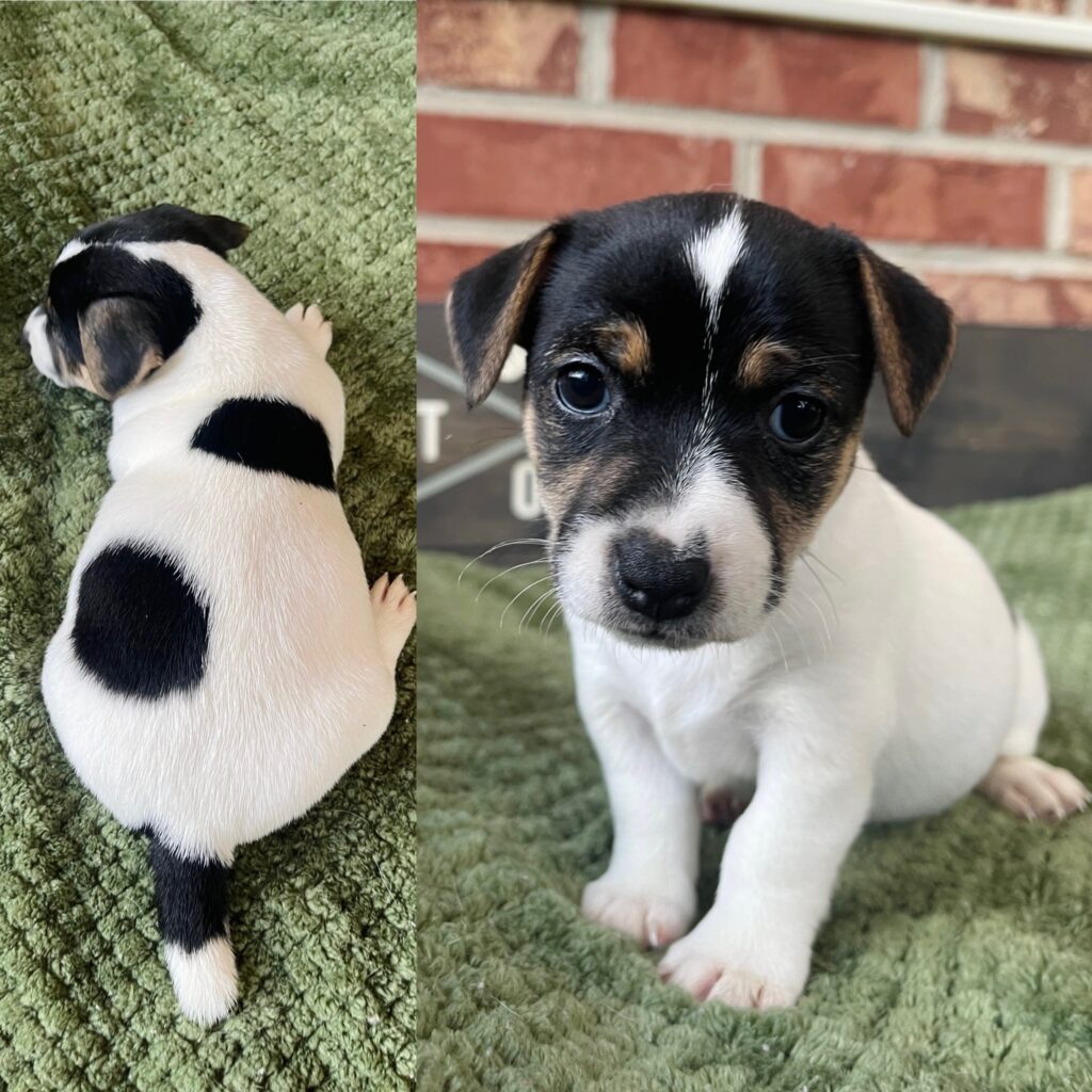 Jack Russell puppies for sale