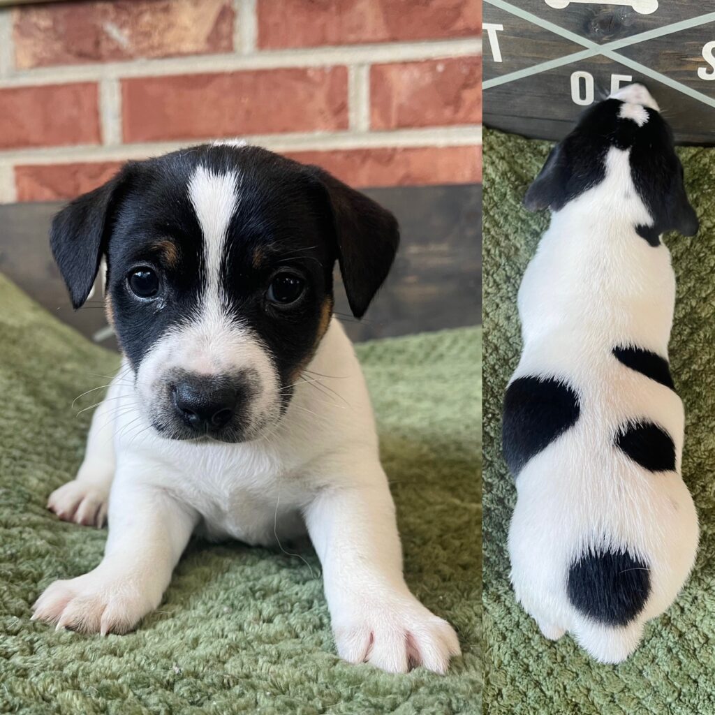 Jack Russell Terrier puppies for sale
