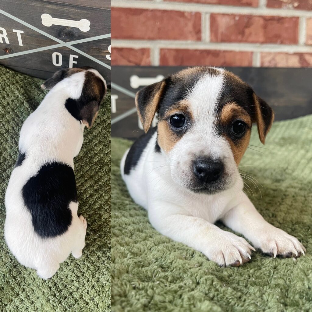 Jack Russell puppies for sale