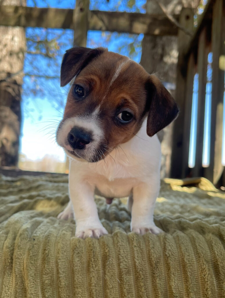 Jack Russell puppies for sale near me