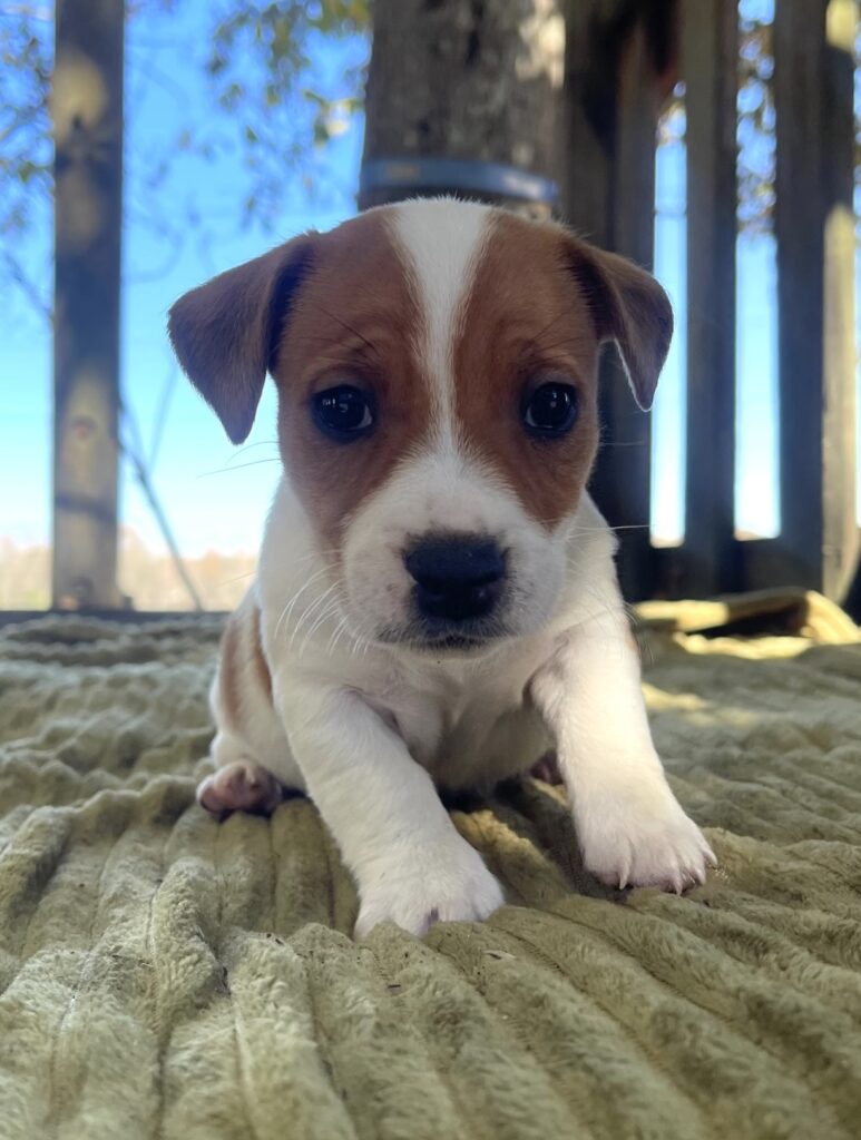 Jack Russell puppies for sale near me