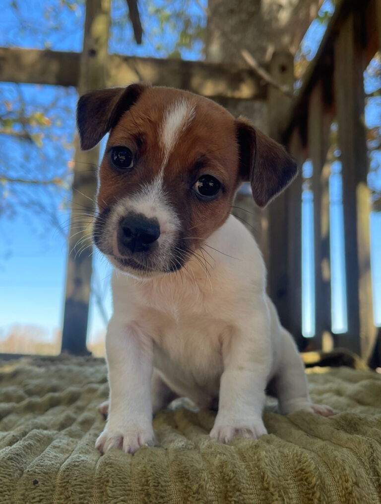 Jack Russell puppies for sale near me