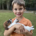 Female Jack Russell Terrier puppy for sale in South Carolina