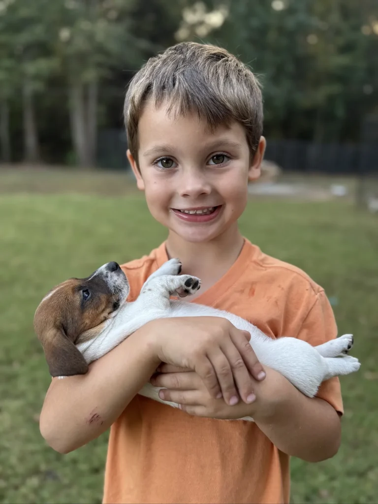 Female Jack Russell Terrier puppy for sale in South Carolina