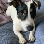 Male Jack Russell Terrier puppy for sale in South Carolina