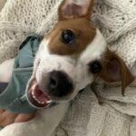 Male Jack Russell Terrier puppy for sale in South Carolina