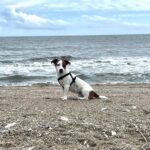 Female Jack Russell Terrier puppy for sale in South Carolina