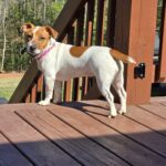 Male Jack Russell Terrier puppy for sale in South Carolina