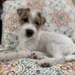 Male Jack Russell Terrier puppy for sale in South Carolina