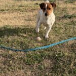 Male Jack Russell Terrier puppy for sale in South Carolina
