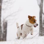 Female Jack Russell Terrier puppy for sale in South Carolina