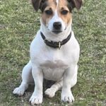 Male Jack Russell Terrier puppy for sale in South Carolina
