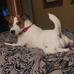 Female Jack Russell Terrier puppy for sale in South Carolina