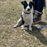 Female Jack Russell Terrier puppy for sale in South Carolina