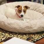 Female Jack Russell Terrier puppy for sale in South Carolina