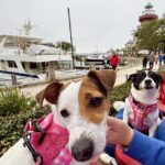 Female Jack Russell Terrier puppy for sale in South Carolina